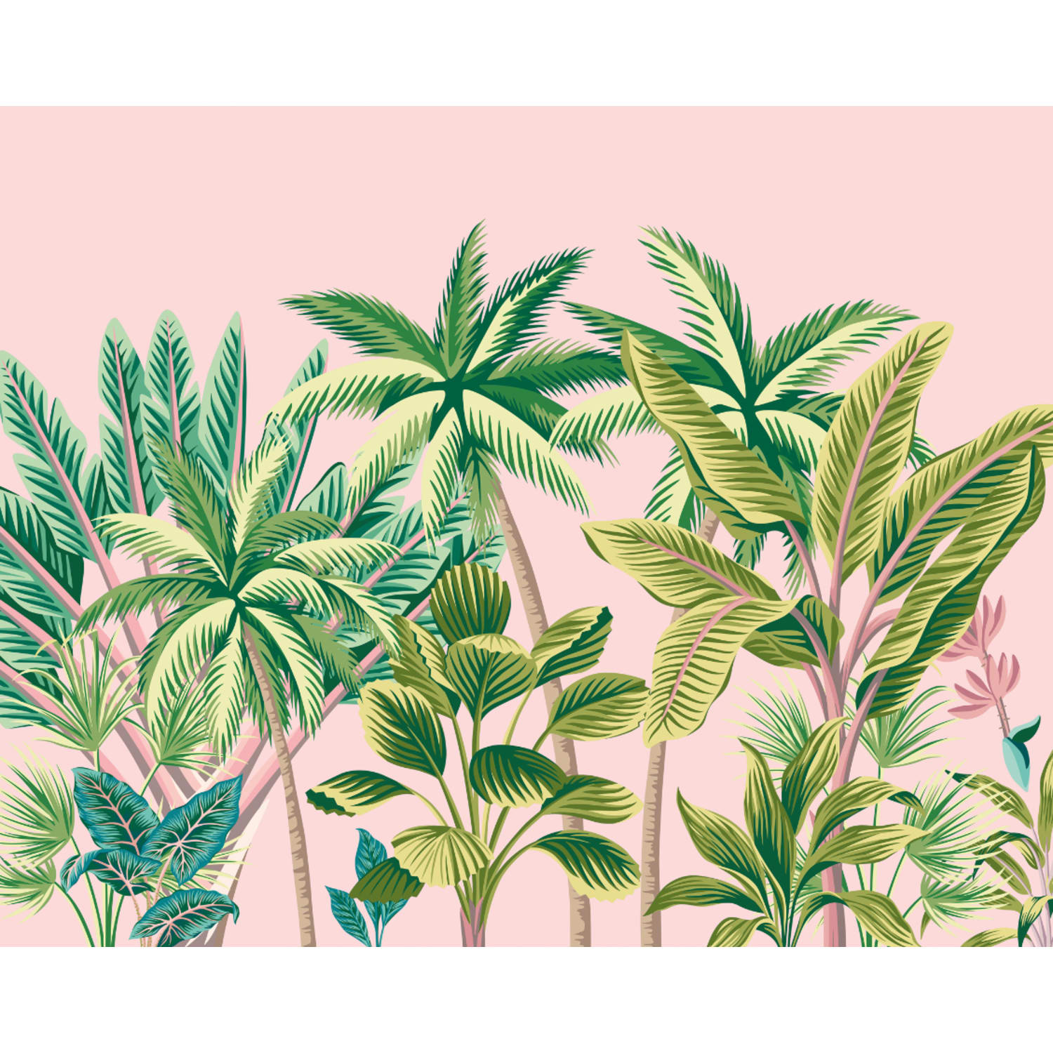 Tropical palm tree top