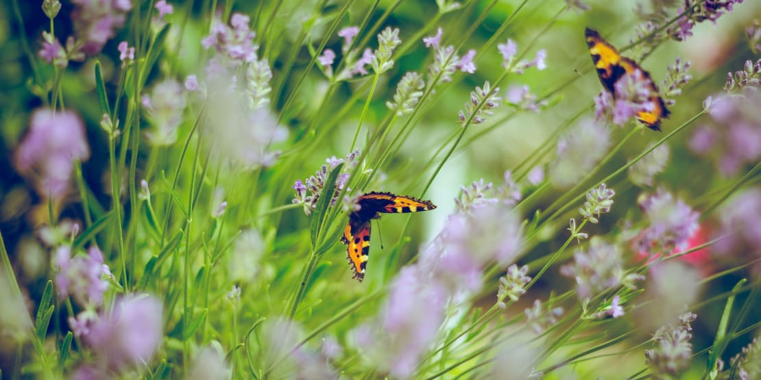 Ten ways to attract wildlife to your garden