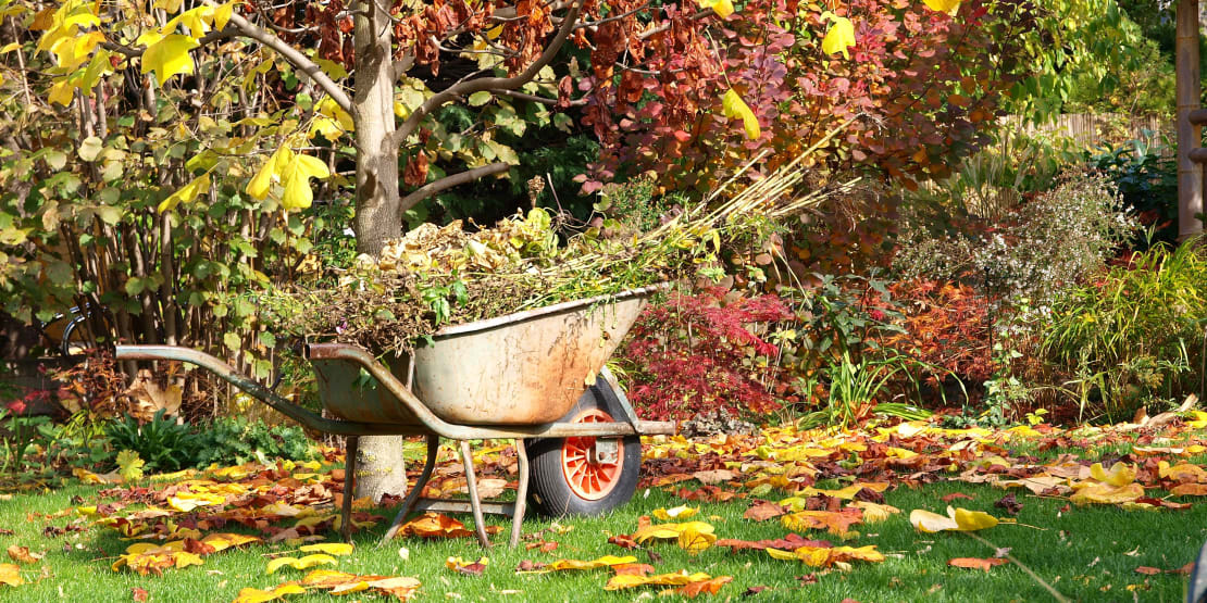 5 top tips for autumn lawn care