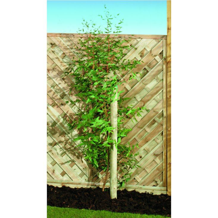 Image of Wickes Timber Garden Tree Stake - 50mm x 2.4m