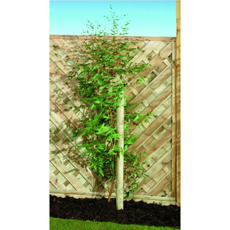 Wickes Timber Garden Tree Stake - 40 x 1800mm