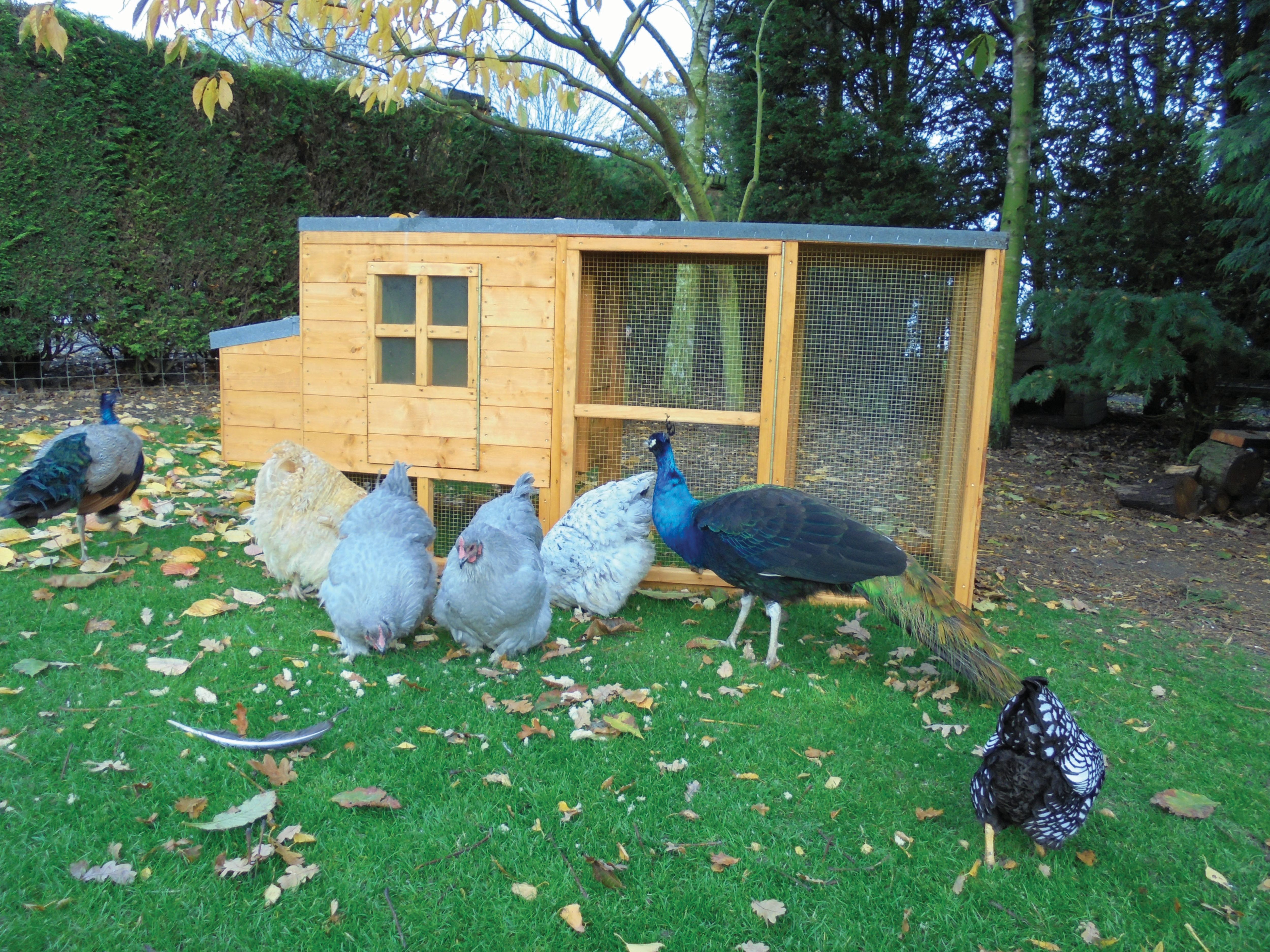 Image of Shire Timber Pent Chicken Coop & Run Honey Brown - 7 x 3 ft
