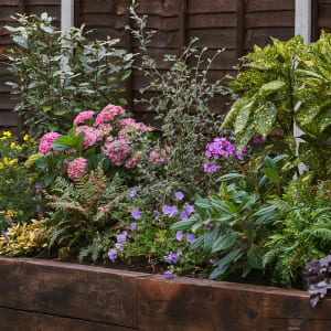 Image of Garden on a Roll Mixed Shady Plant Border - 600mm x 10m