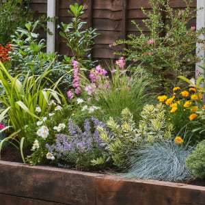 Image of Garden on a Roll Mixed Sunny Plant Border - 900mm x 3m