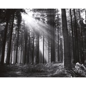 ohpopsi Black and White Forest Wall Mural