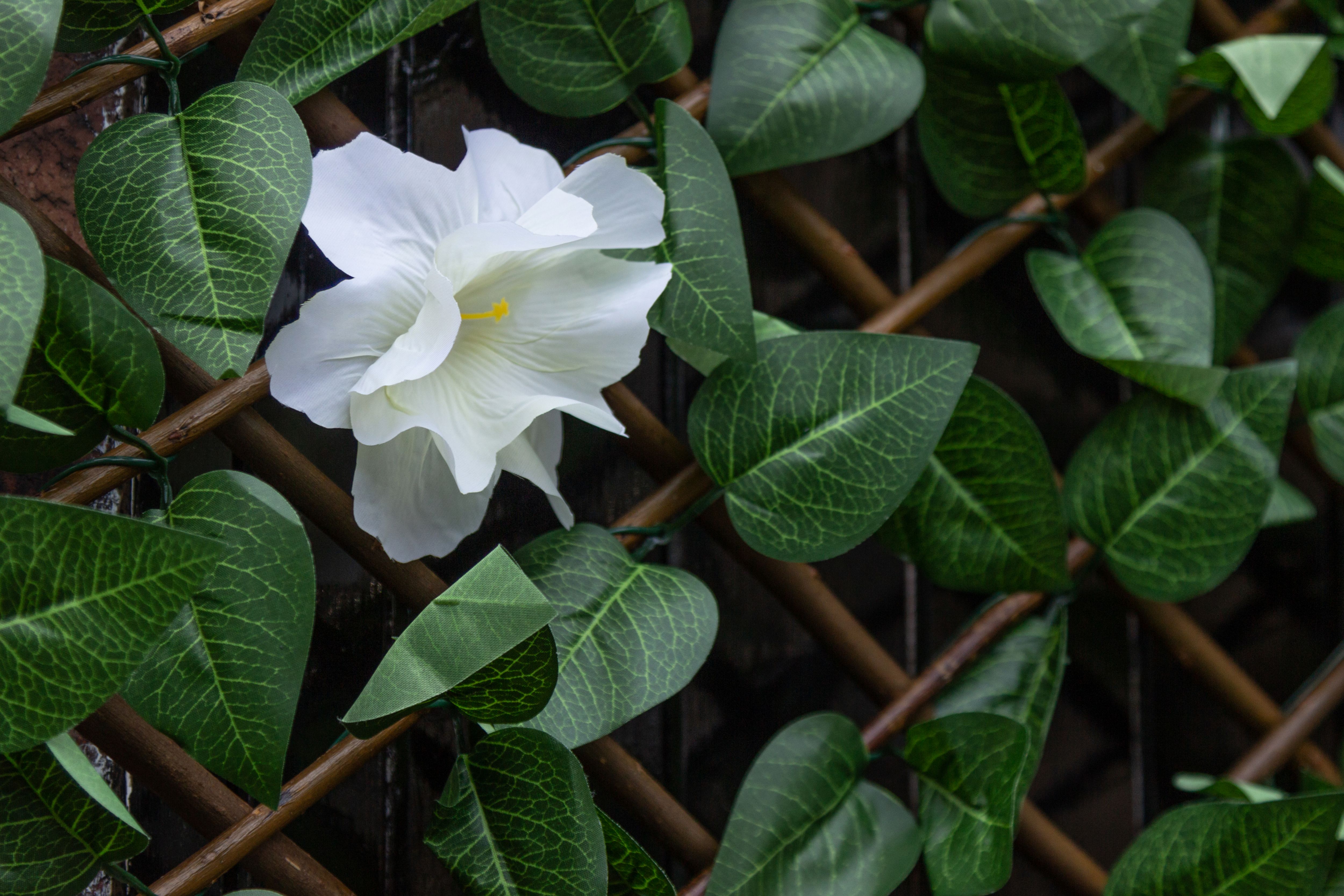 Image of Apollo Apple Artificial Leaf Trellis - 2000 x 1000mm