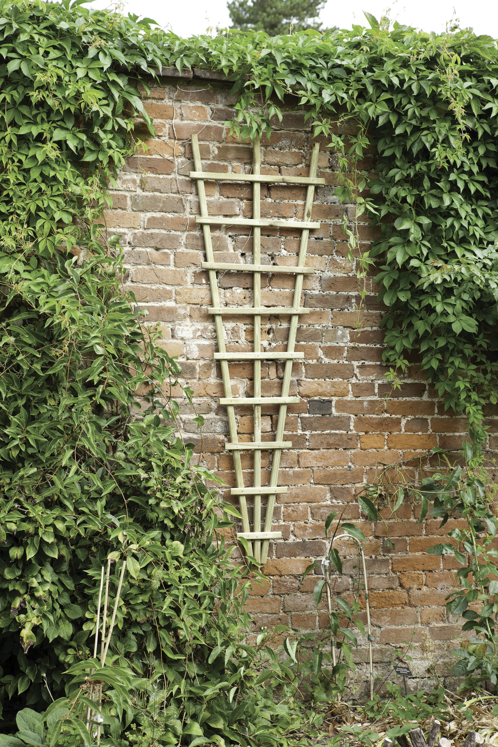 Forest Garden Traditional Fan Trellis - 1800 x 600mm - Pack of 10