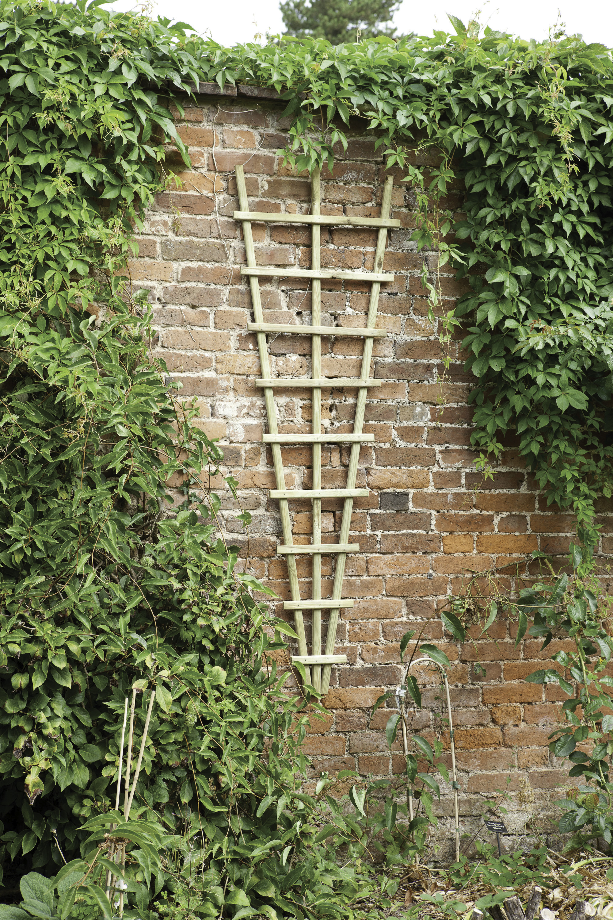 Image of Forest Garden Traditional Fan Trellis - 1800 x 600mm - Pack of 5