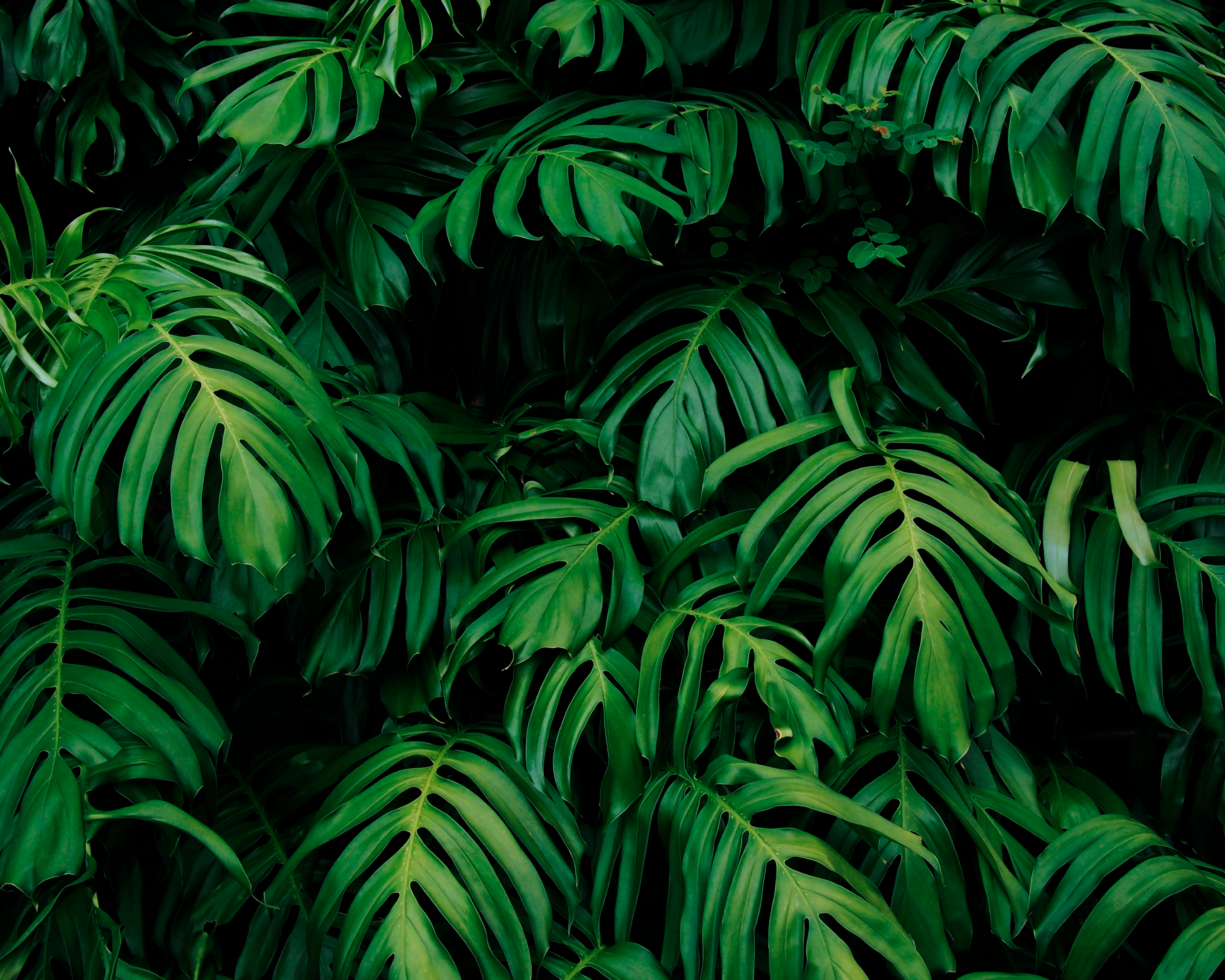 Image of Origin Murals Rainforest Leaves Emerald - 3 x 2.4m