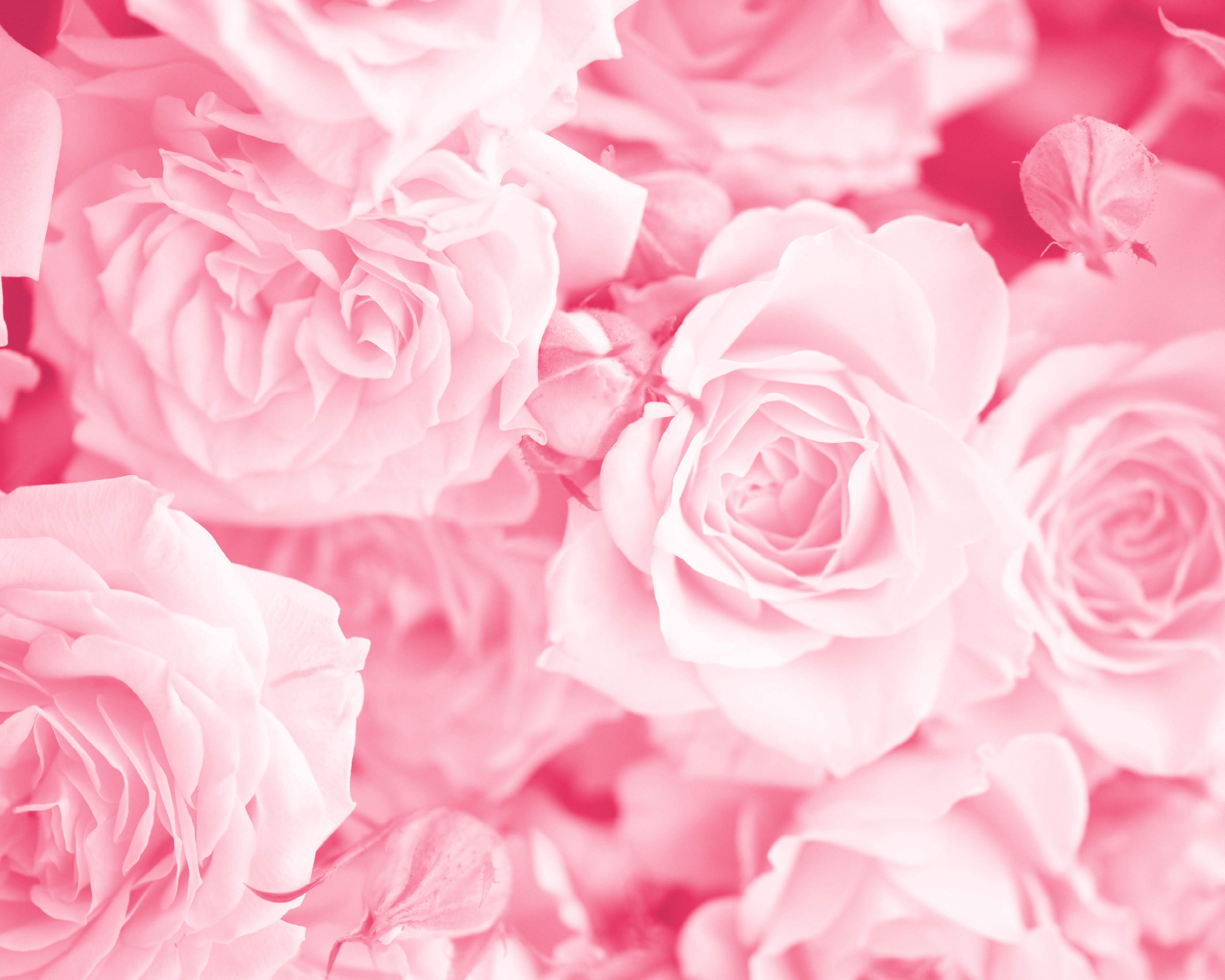 Image of Origin Murals Petals Rose Pink Wall Mural - 3 x 2.4m