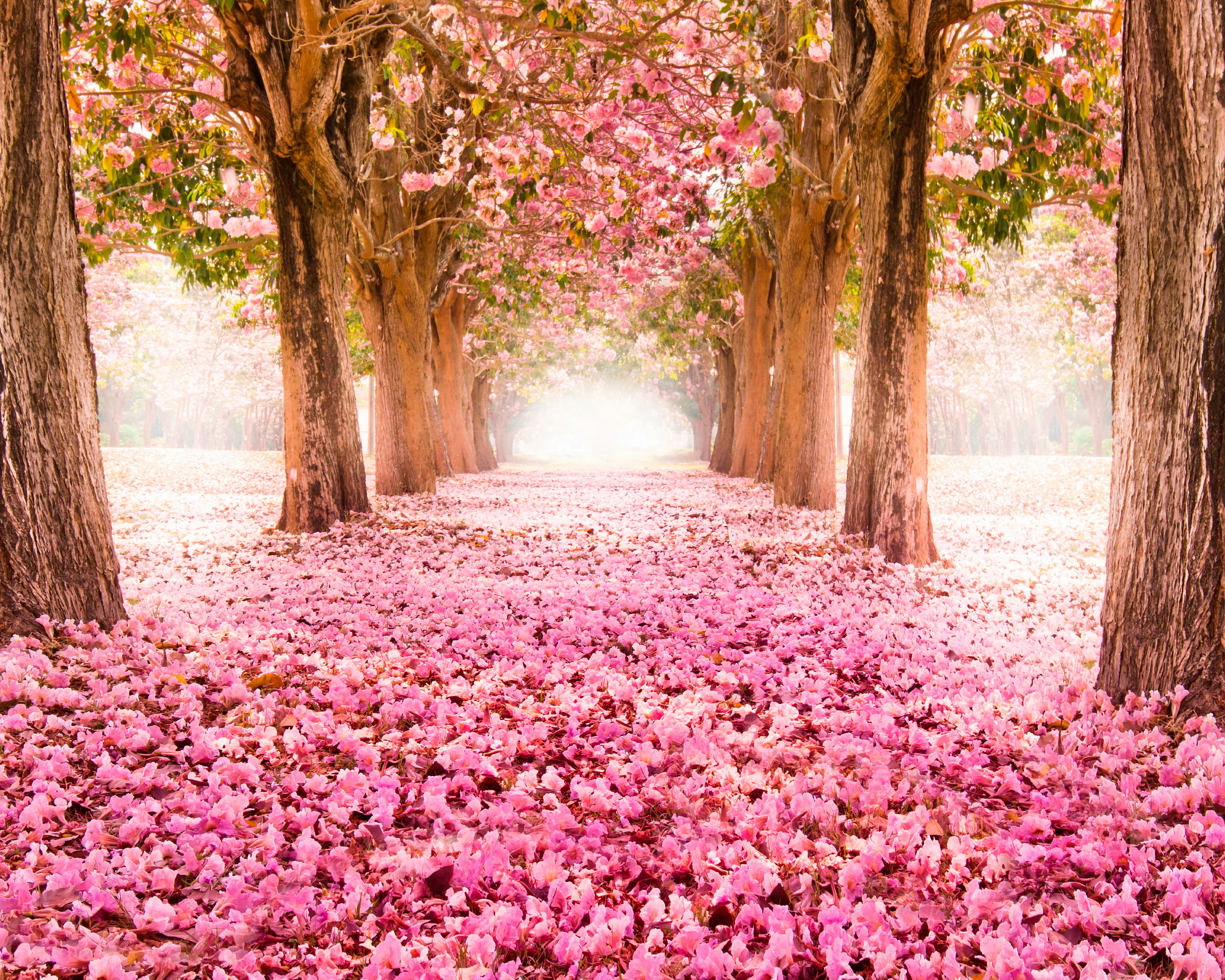 Image of Origin Murals Blossom Trees Rose Pink Wall Mural - 3 x 2.4m