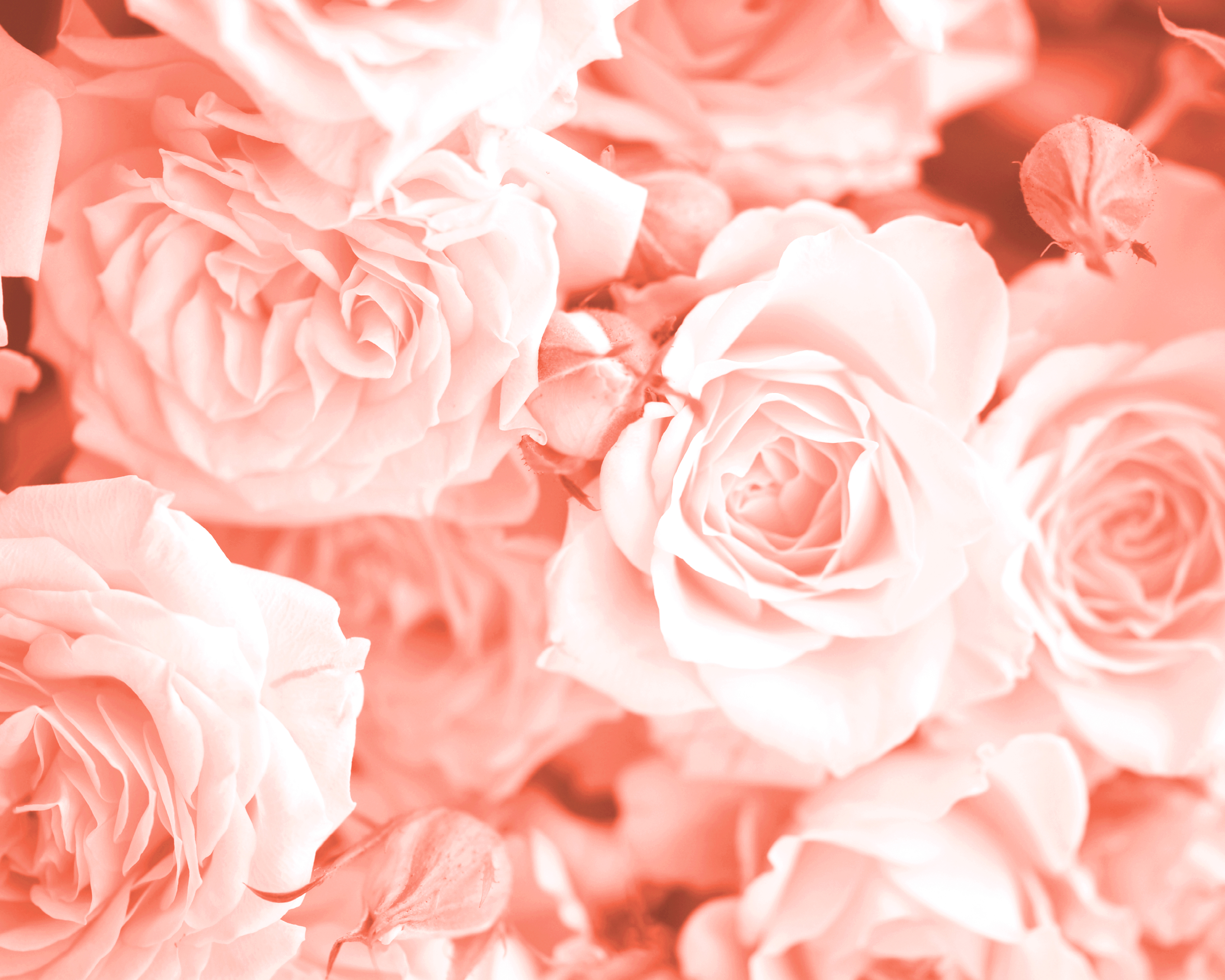 Origin Murals Petals Peach Wall Mural - 3.5 x 2.8m