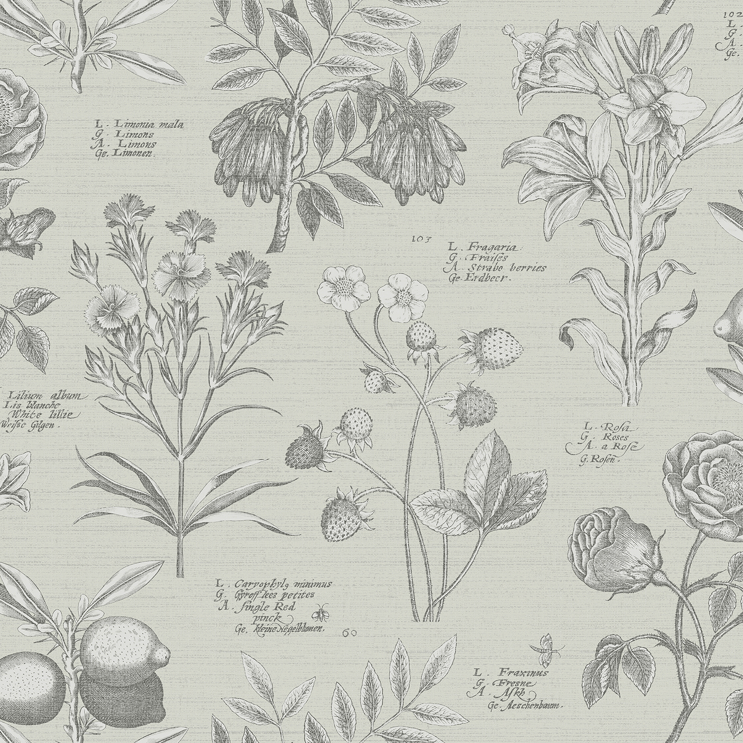 RHS Botanical Sketchbook Cream Wallpaper