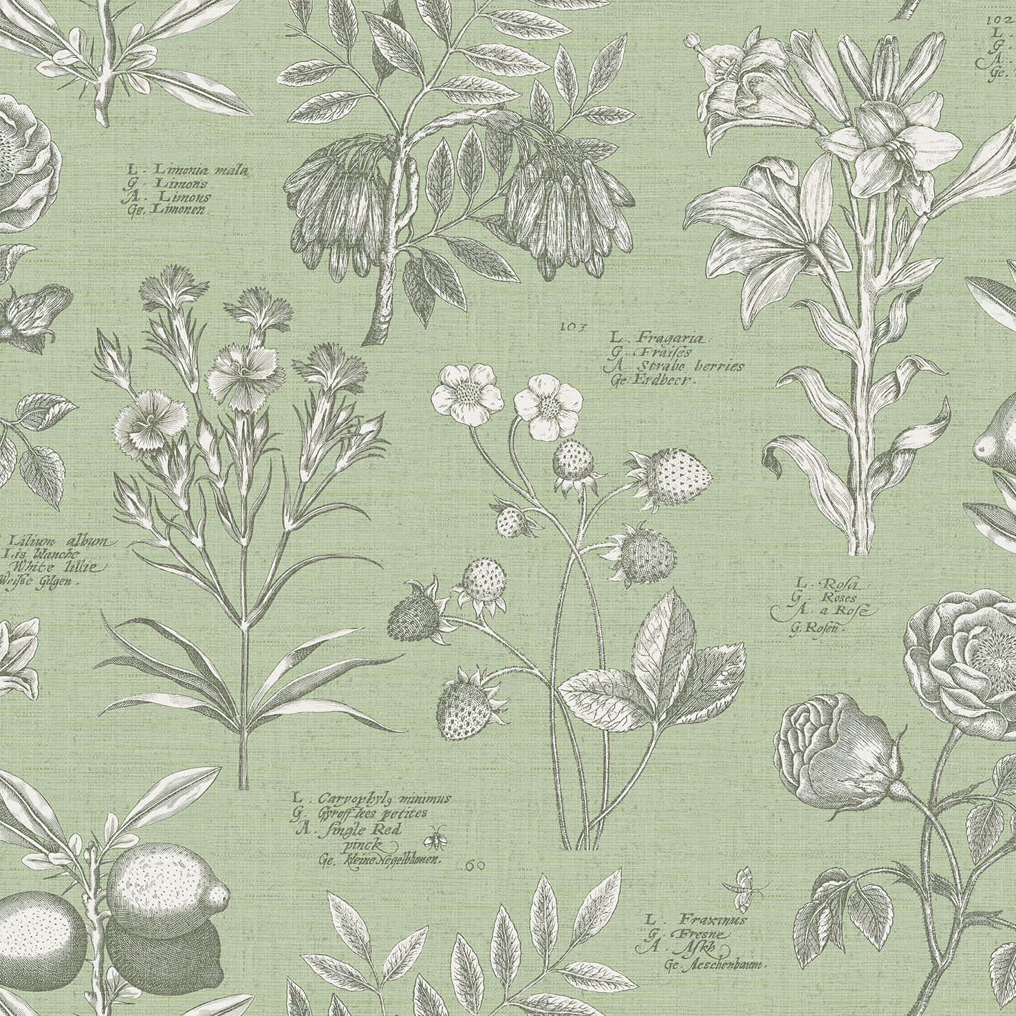 RHS Botanical Sketchbook Sage Wallpaper