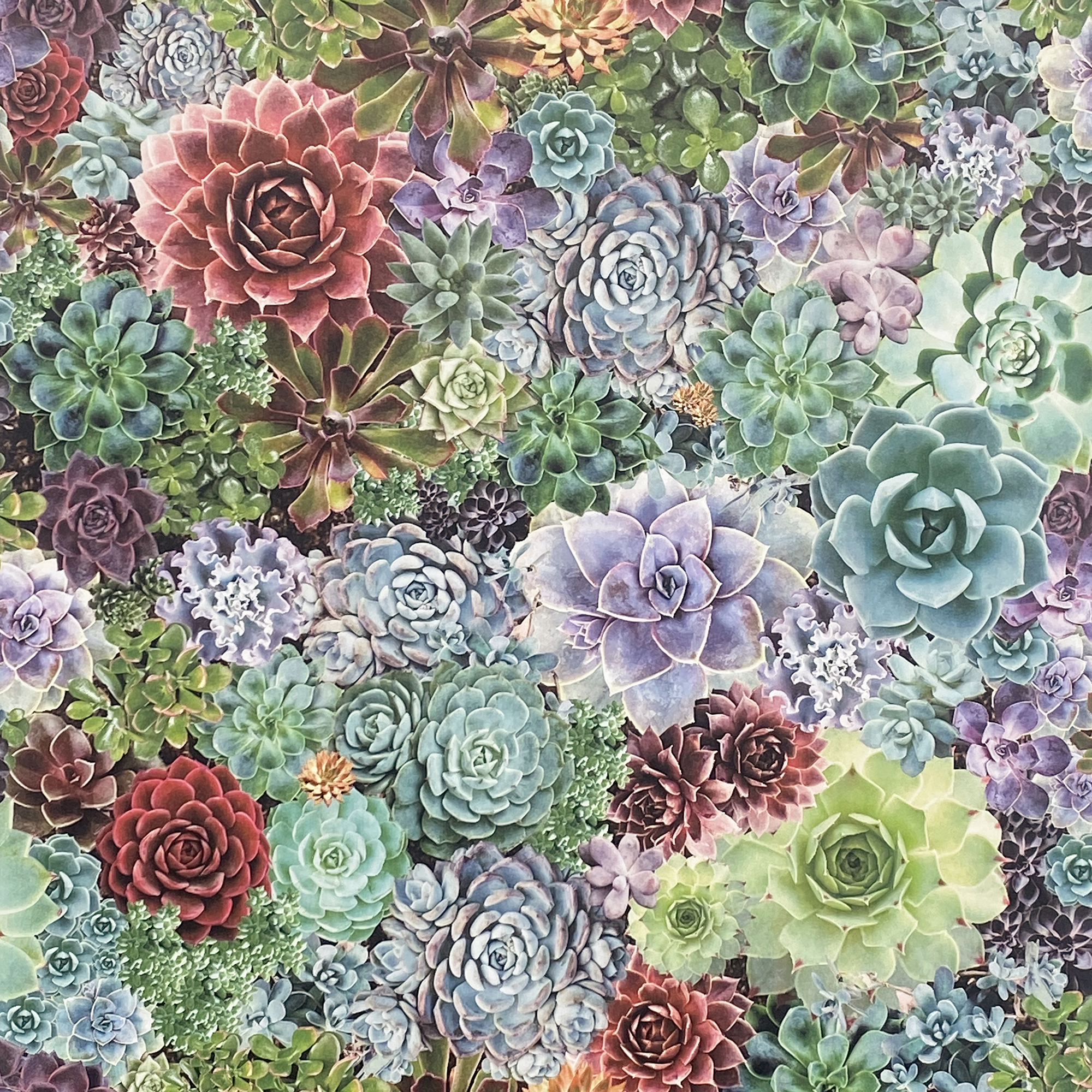 Arthouse Succulent Living Wall Multi Wallpaper - 10.05m x 53cm