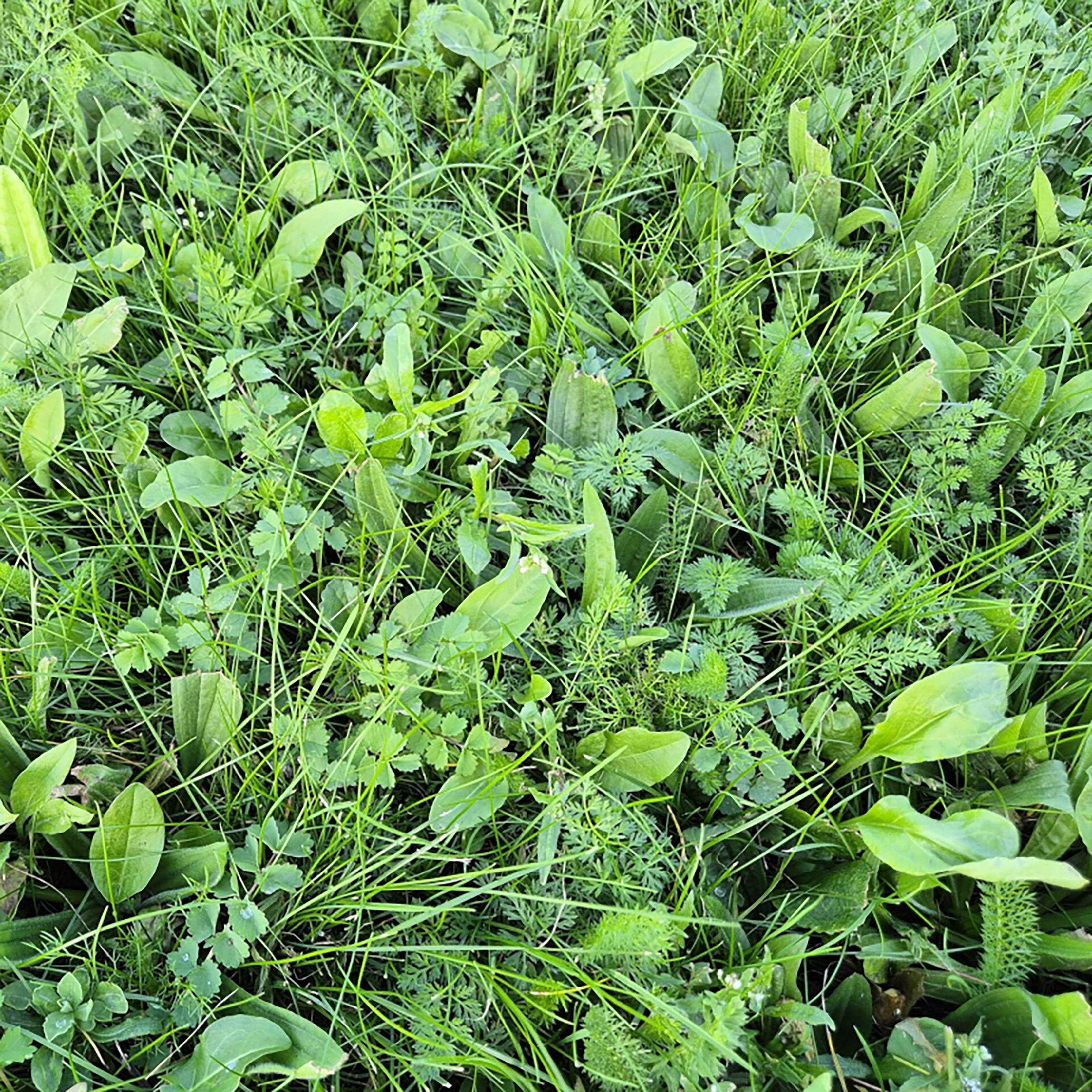 Rolawn BioScapes Bioverse Turf