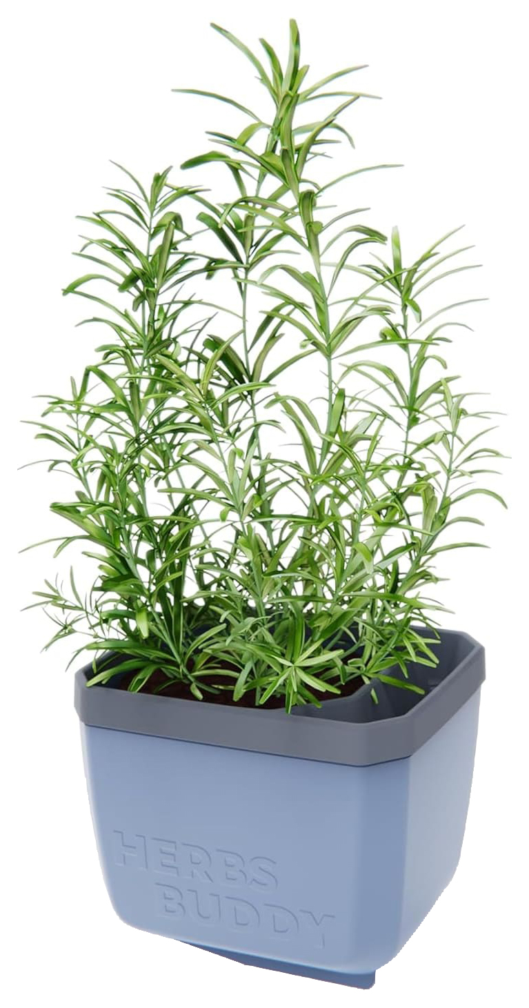 Herbs Buddy Herb Pot with Water Reservoir - Blue
