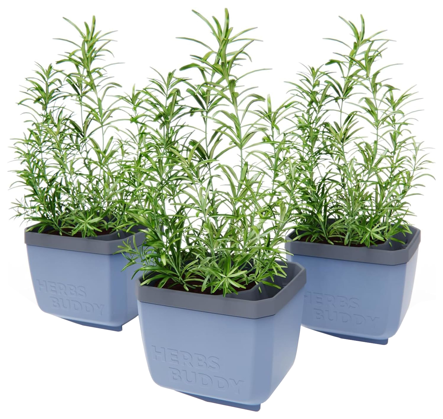Herbs Buddy Herb Pot with Water Reservoir - Blue 3 Pack