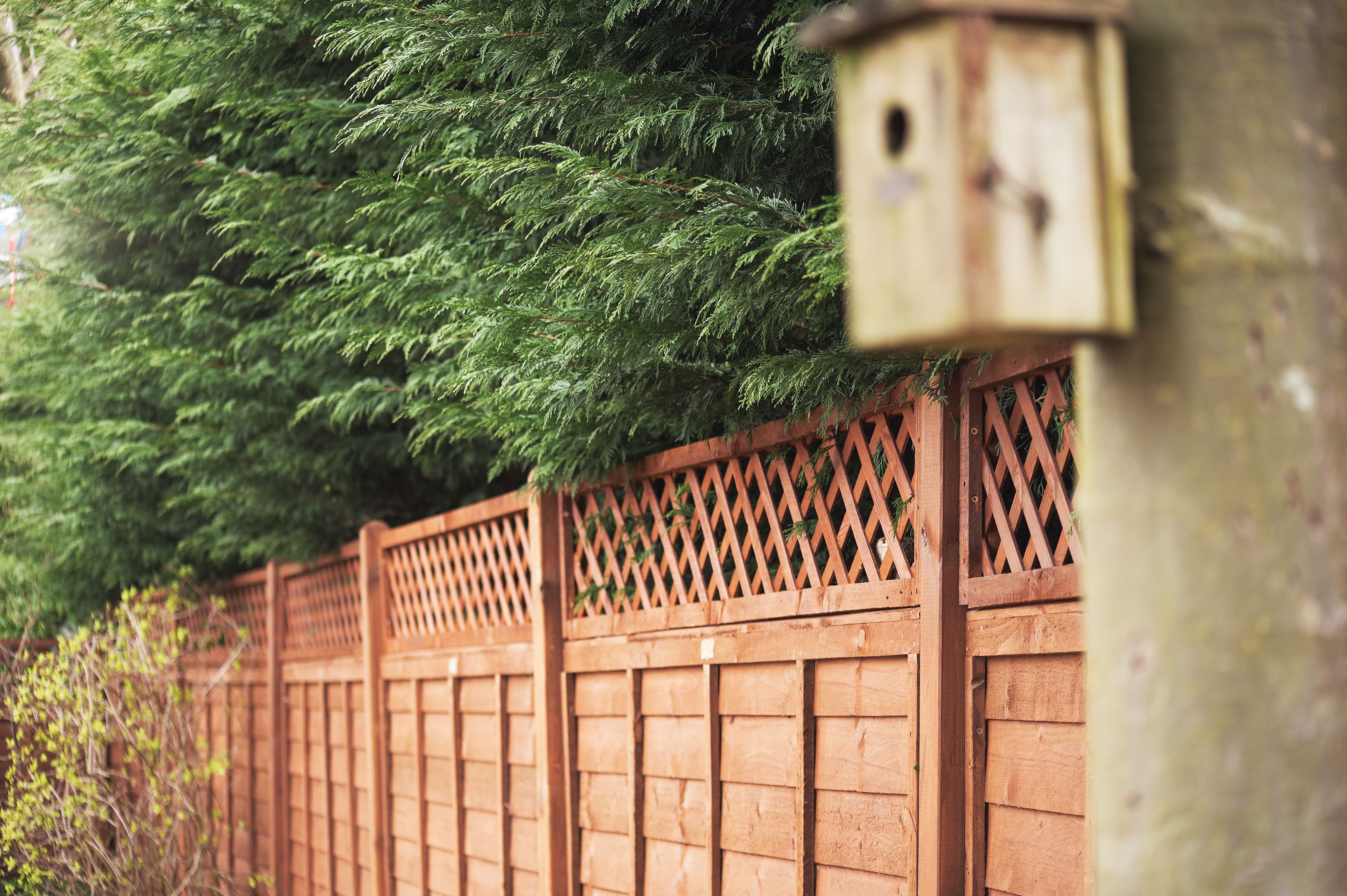 Image of Forest Garden Fence Top Trellis Diamond Lattice - 1830 x 300mm